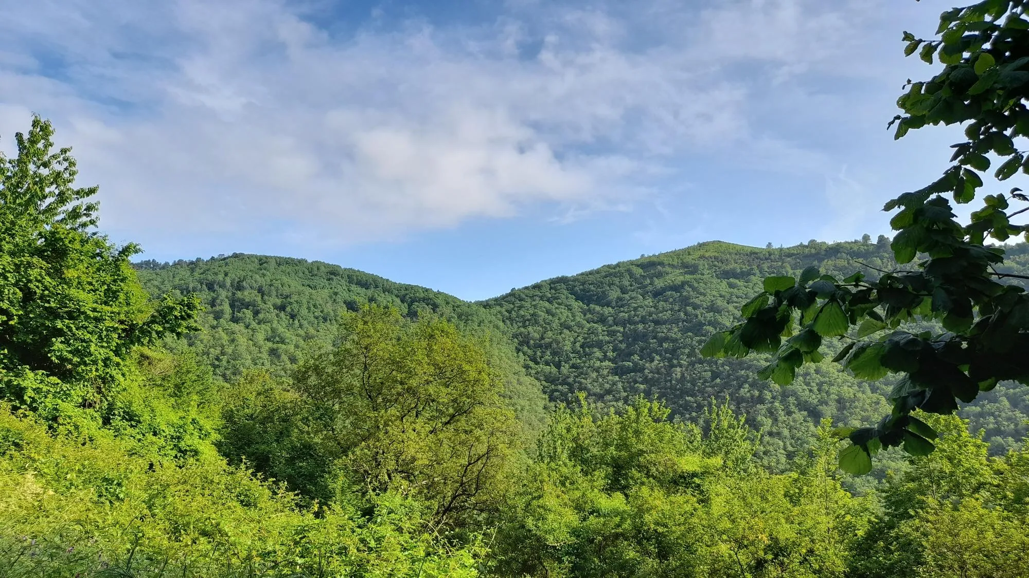 Passeggiata meditativa nei boschi